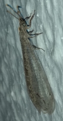 Neuroleon
