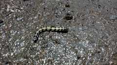 Acronyctodes mexicanaria