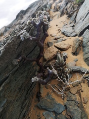 Pelargonium crassicaule