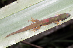 Phelsuma lineata
