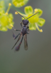 Evanioidea