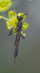 Evanioidea
