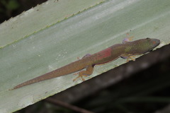 Phelsuma lineata