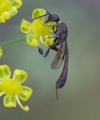 Evanioidea