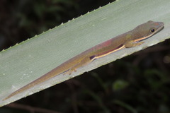 Phelsuma lineata