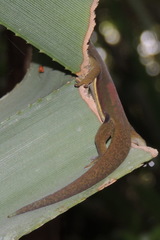 Phelsuma lineata