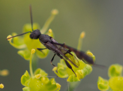 Evanioidea