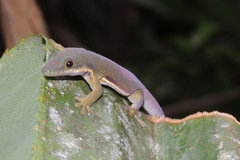 Phelsuma lineata