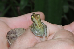 Guibemantis