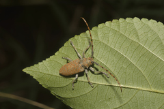 Celosterna scabrator