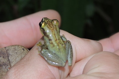 Guibemantis
