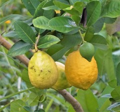 Citrus medica