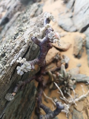 Pelargonium crassicaule