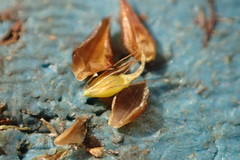 Rhynchospora gracilenta