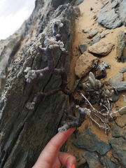 Pelargonium crassicaule