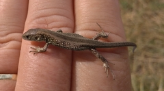 Lacerta agilis