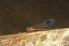 Euphaea pseudodispar