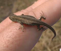 Lacerta agilis