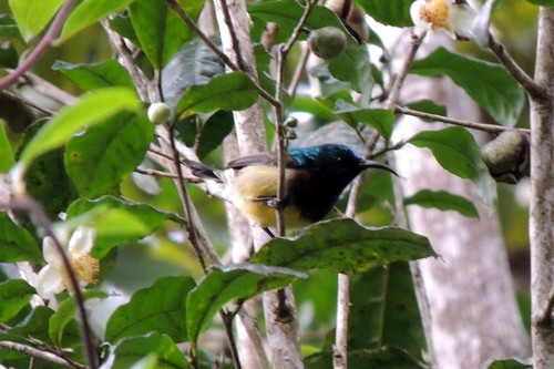 Cinnyris sovimanga