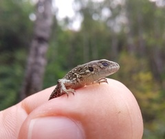 Lacerta agilis