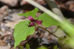 Trillium erectum erectum