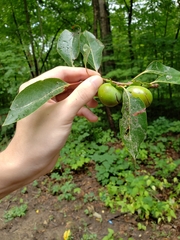 Diospyros virginiana