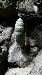 Acronyctodes mexicanaria