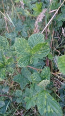Rubus caesius