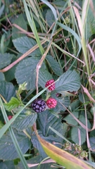 Rubus caesius