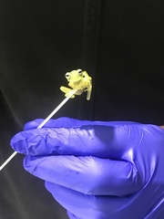 Nymphargus wileyi
