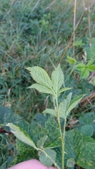 Rubus caesius