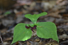 Trillium erectum erectum