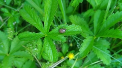 Rubiconia intermedia