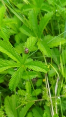 Rubiconia intermedia