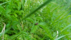 Rubiconia intermedia