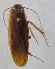 Ischnoptera rufa