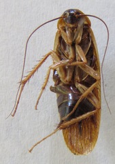 Ischnoptera rufa