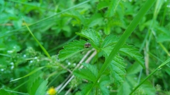 Rubiconia intermedia