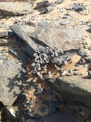 Pelargonium crassicaule