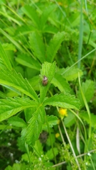 Rubiconia intermedia