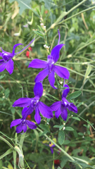 Delphinium consolida