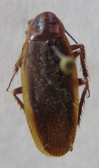 Ischnoptera rufa