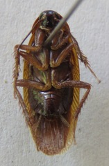 Ischnoptera rufa