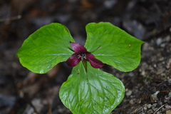 Trillium erectum erectum