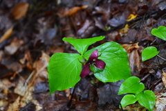 Trillium erectum erectum