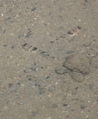 Yongeichthys nebulosus