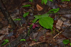 Trillium erectum erectum