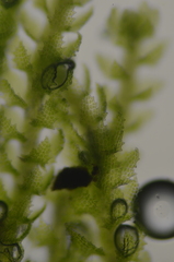 Cephaloziella turneri