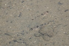 Yongeichthys nebulosus