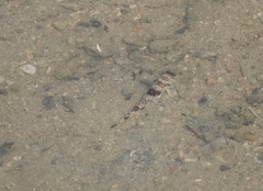 Yongeichthys nebulosus